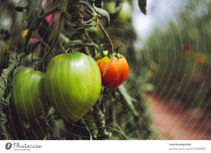 Bio Tomaten im Gewächshaus Gemüse Bioprodukte Vegetarische Ernährung Diät Slowfood nachhaltig Harvest agriculture bloom breed breeding childhood conservatory