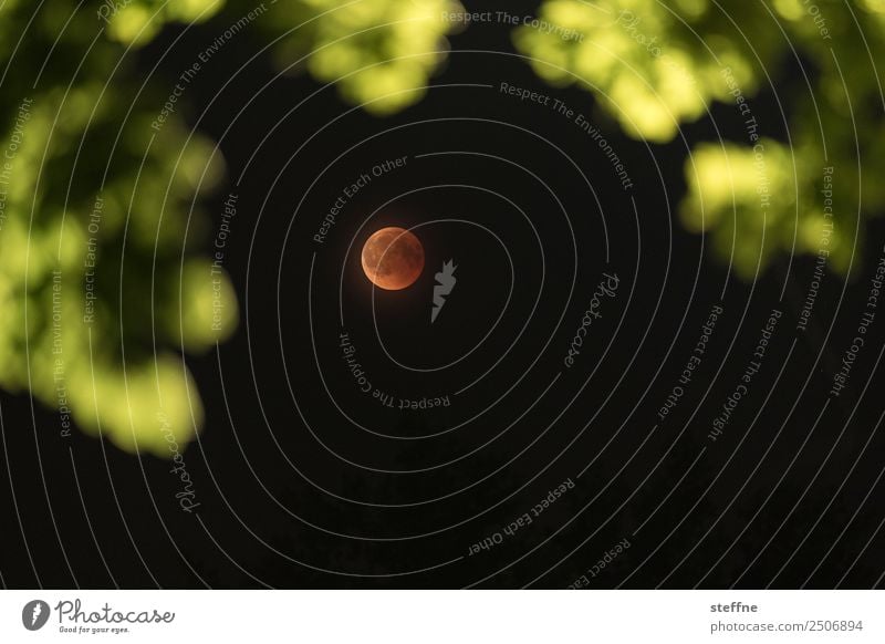 Blutmond bei totaler Mondfinsternis, durch Baum fotografiert Umwelt Natur Vollmond außergewöhnlich blutmond roter mond Farbfoto Außenaufnahme Menschenleer