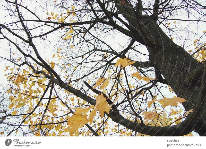 baum Umwelt Natur Luft Himmel Herbst Klima Wetter Baum Blatt Wald Holz alt gelb schwarz ruhig Vergänglichkeit Wandel & Veränderung majestätisch Baumstamm Äste