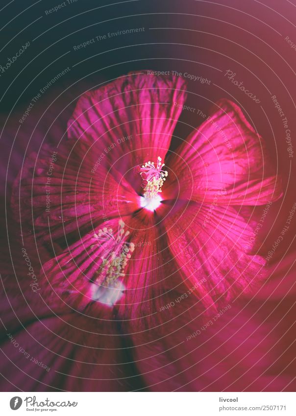 schöner rosa Hibiskus Dekoration & Verzierung Natur Pflanze Blume Blüte Coolness elegant niedlich rot schwarz Hawaiiblume Nizza Hintergrund Beautyfotografie