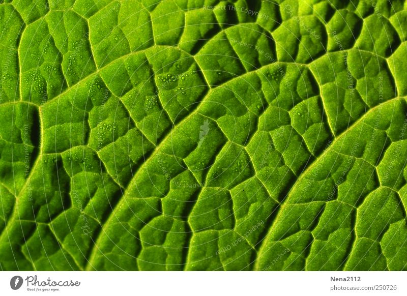 Blattläusestraßenkarte Natur Pflanze Grünpflanze Nutzpflanze grün seitenrippe Wassertropfen Tau blattrippen Grafische Darstellung graphisch Farbfoto