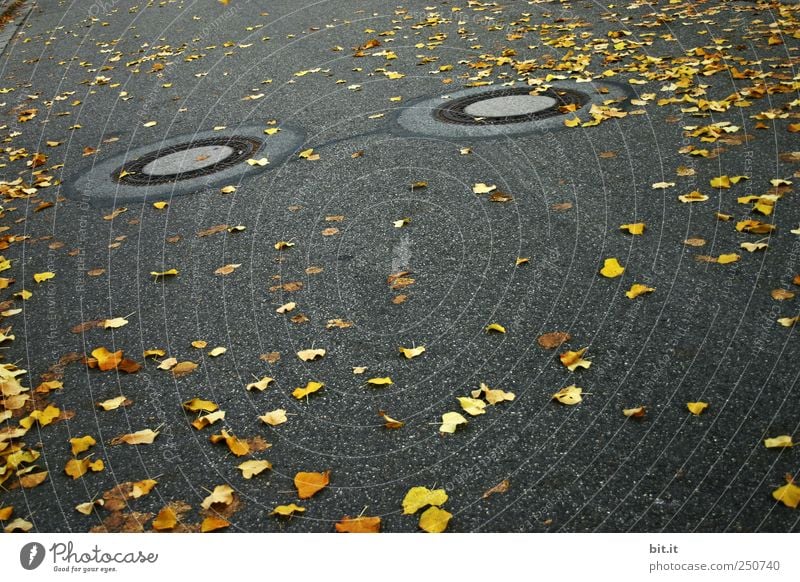 Zertreuung Umwelt Herbst Klima schlechtes Wetter Verkehrswege Wege & Pfade kalt gelb gold grau schwarz Straße Straßenbelag Asphalt Gully Abfluss trist