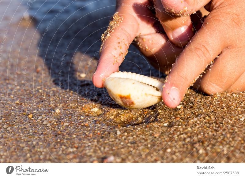 Finger eines Kindes halten eine Kaurimuschel am Strand Freizeit & Hobby Ferien & Urlaub & Reisen Hand 1 Mensch 3-8 Jahre Kindheit Natur Sand Küste Schnecke