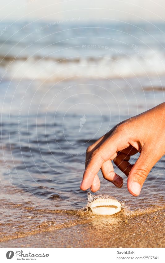 Kinderhand greift nach einer Kaurimuschel am Strand Freizeit & Hobby Ferien & Urlaub & Reisen Sommer Sommerurlaub Meer Wellen Hand Finger 8-13 Jahre Kindheit