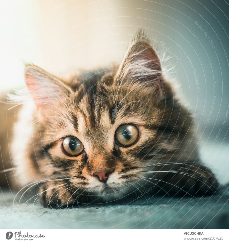 Gesicht junges Sibirisches Waldkätzchens Haustier Katze Design Katzenbaby Sibirische Katze Auge schön Nahaufnahme niedlich Farbfoto Innenaufnahme