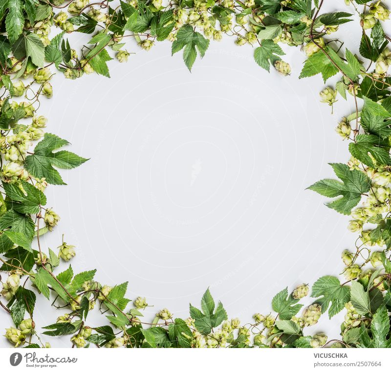 Hopfen Rahmen auf weißem Hintergrund Stil Design Alternativmedizin Oktoberfest Erntedankfest Pflanze Dekoration & Verzierung Ornament Hintergrundbild