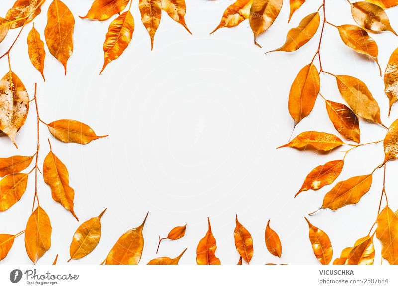 Goldene Herbstblätter, Rahmen auf weiß Stil Design Feste & Feiern Natur Blatt Dekoration & Verzierung Ornament gelb Hintergrundbild Entwurf September Oktober