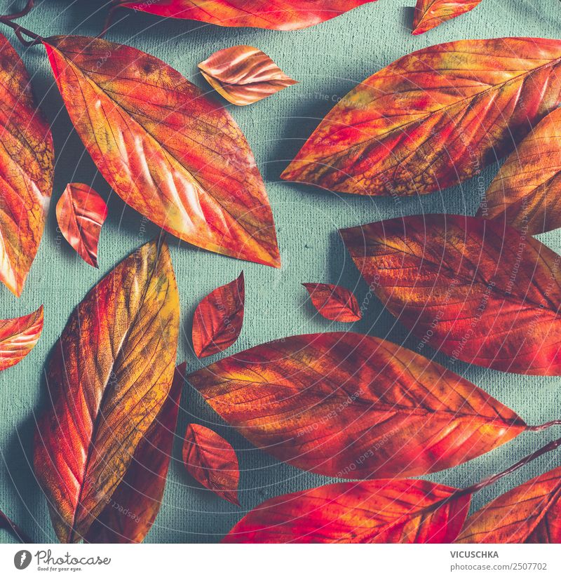 Gelb-Orange Herbstlaub auf blauem Hintergrund Stil Design Natur Dekoration & Verzierung Ornament trendy retro gelb orange rot Entwurf Hintergrundbild Muster