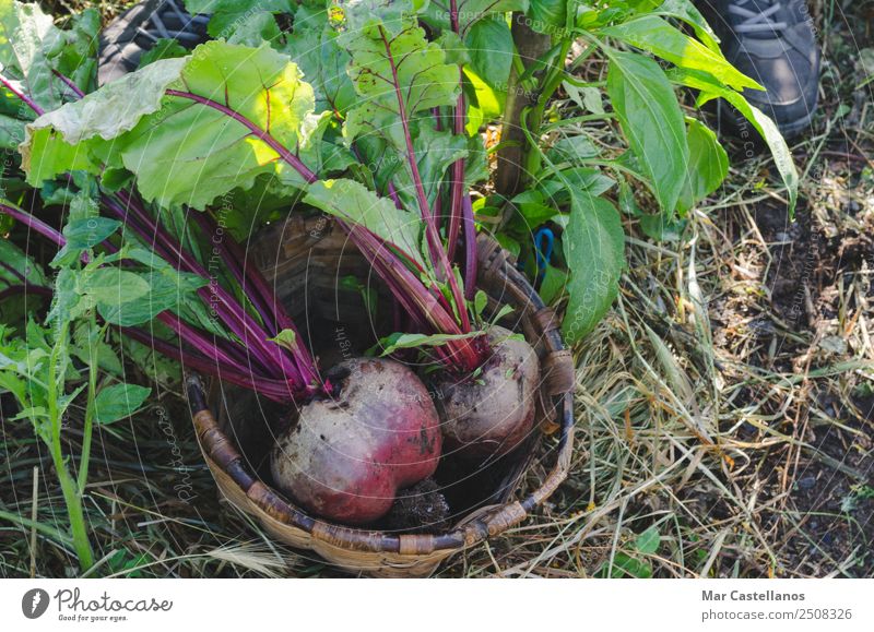 Zwei rote Rüben in einem Korb im Obstgarten. Gemüse Ernährung Vegetarische Ernährung Diät Sommer Garten Landwirtschaft Forstwirtschaft Industrie Natur Pflanze