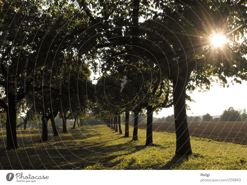 Chamansülz/Abendstimmung Umwelt Natur Landschaft Pflanze Sonne Sonnenlicht Schönes Wetter Baum Gras Sträucher Apfelbaum Wiese Feld glänzend leuchten Wachstum