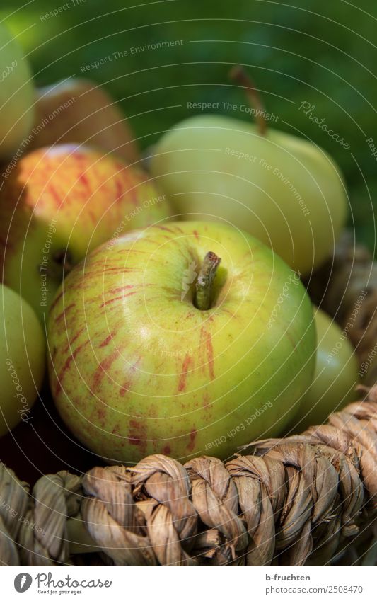 Ein Korb voller Äpfel Frucht Bioprodukte Vegetarische Ernährung Gesunde Ernährung Sommer Herbst Garten genießen Gesundheit Apfel Apfelernte Sammlung lecker