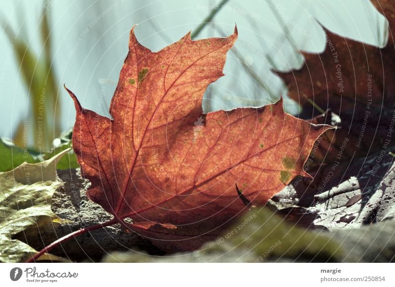 Ein rotes Herbstblatt Umwelt Natur Landschaft Pflanze Tier Erde Schönes Wetter Gras Blatt Grünpflanze Nutzpflanze Herbstbeginn Herbstfärbung Oktober Herbstlaub