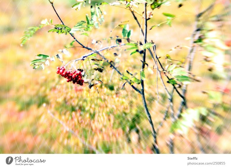 Vogelbeeren im September Beeren Beerensträucher Indian Summer Altweibersommer Spätsommer sonnig Vogelfutter Wildpflanzen rot Bewegungsunschärfe Herbstfärbung