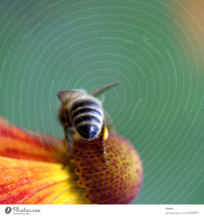 Nachschlag holen schön Umwelt Natur Pflanze Tier Blume Blüte Wildtier Biene Insekt ästhetisch authentisch klein gestreift Leichtigkeit Mittelpunkt Nektar