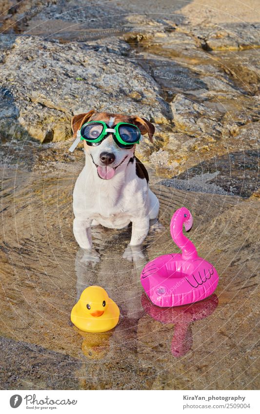Konzept des lustigen Zeitvertreibs mit Hund im Sommer Lifestyle Spa Schwimmbad Schwimmen & Baden Freizeit & Hobby Ferien & Urlaub & Reisen Abenteuer