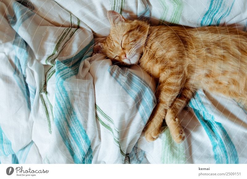 Dem Kater ist zu heiß harmonisch Wohlgefühl Zufriedenheit Sinnesorgane Erholung ruhig Häusliches Leben Wohnung Bett Schlafzimmer Bettdecke Tier Haustier Katze