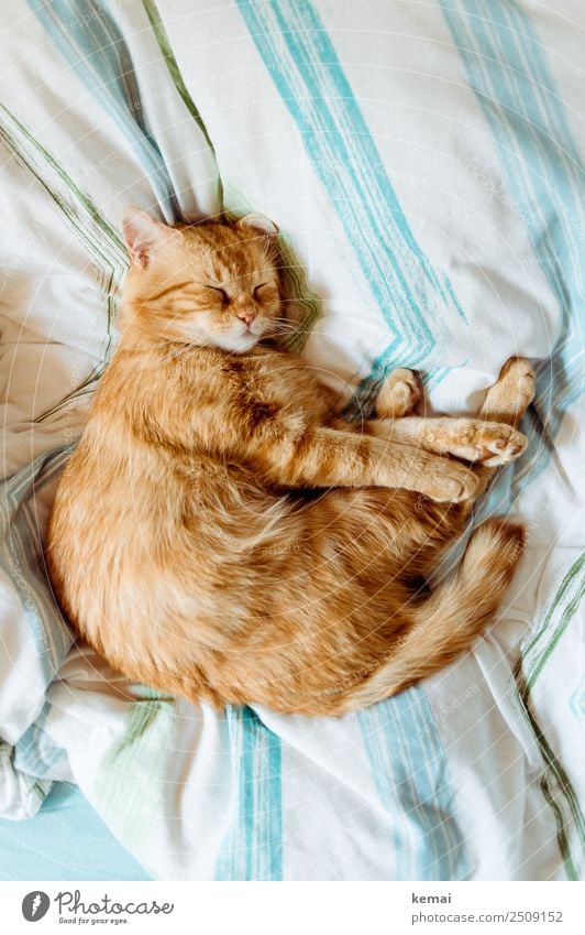Schlafender Kater Lifestyle harmonisch Wohlgefühl Zufriedenheit Sinnesorgane Erholung ruhig Freizeit & Hobby Häusliches Leben Bett Bettdecke Tier Haustier Katze