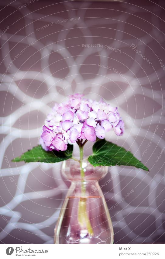 Hortensie Blume Blatt Blüte violett Blumenvase Vase Glas rosa strahlend Farbfoto mehrfarbig Nahaufnahme Muster Menschenleer Licht