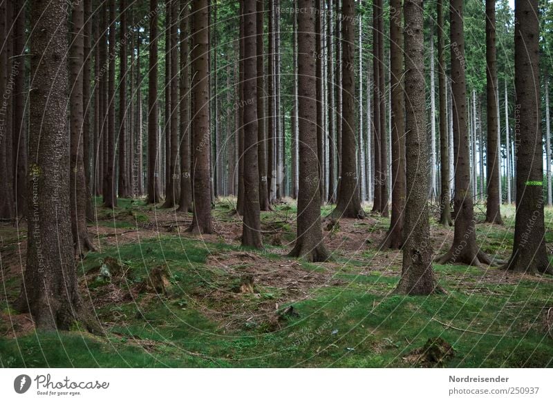 Locker beisammen stehen Landwirtschaft Forstwirtschaft Erneuerbare Energie Natur Landschaft Pflanze Erde Baum Nutzpflanze Wald Holz Zeichen ästhetisch groß