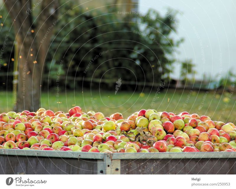 Chamansülz | Apfelernte Lebensmittel Frucht Ernährung Bioprodukte Vegetarische Ernährung Umwelt Natur Landschaft Pflanze Wolkenloser Himmel Schönes Wetter Baum