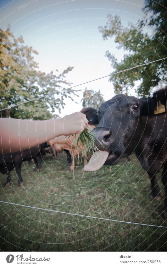 [CHAMANSÜLZ 2011] Ein mal Rinderzunge, bitte! Landwirtschaft Forstwirtschaft Arme Hand Finger Baum Gras Wiese Tier Nutztier Kuh Tiergesicht Fell Herde Fressen