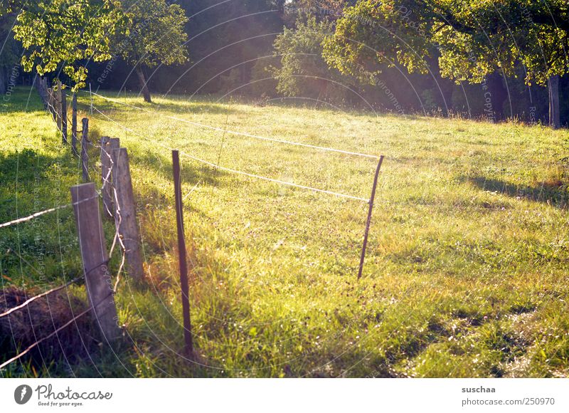 [CHAMANSÜLZ 2011] sülzistan is schön .. Umwelt Natur Landschaft Sommer Wetter Schönes Wetter Wiese Feld grün Idylle Gras Weide Bäume Zaun Landwirtschaft