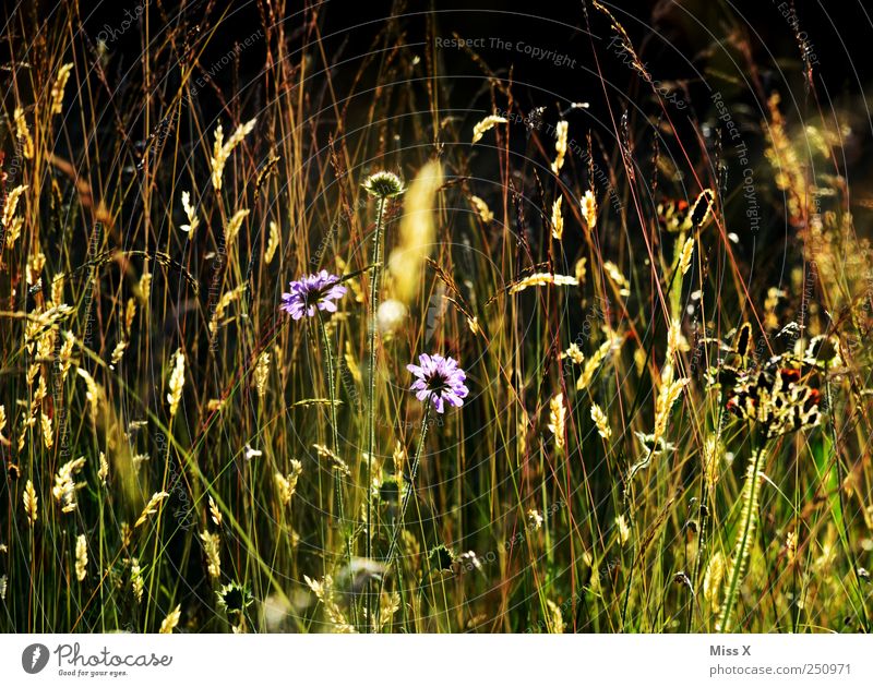 Sommerwiese Natur Pflanze Schönes Wetter Blume Gras Sträucher Blatt Blüte Wildpflanze Wiese Blühend Duft leuchten Wachstum hell Blumenwiese Heublumen Farbfoto