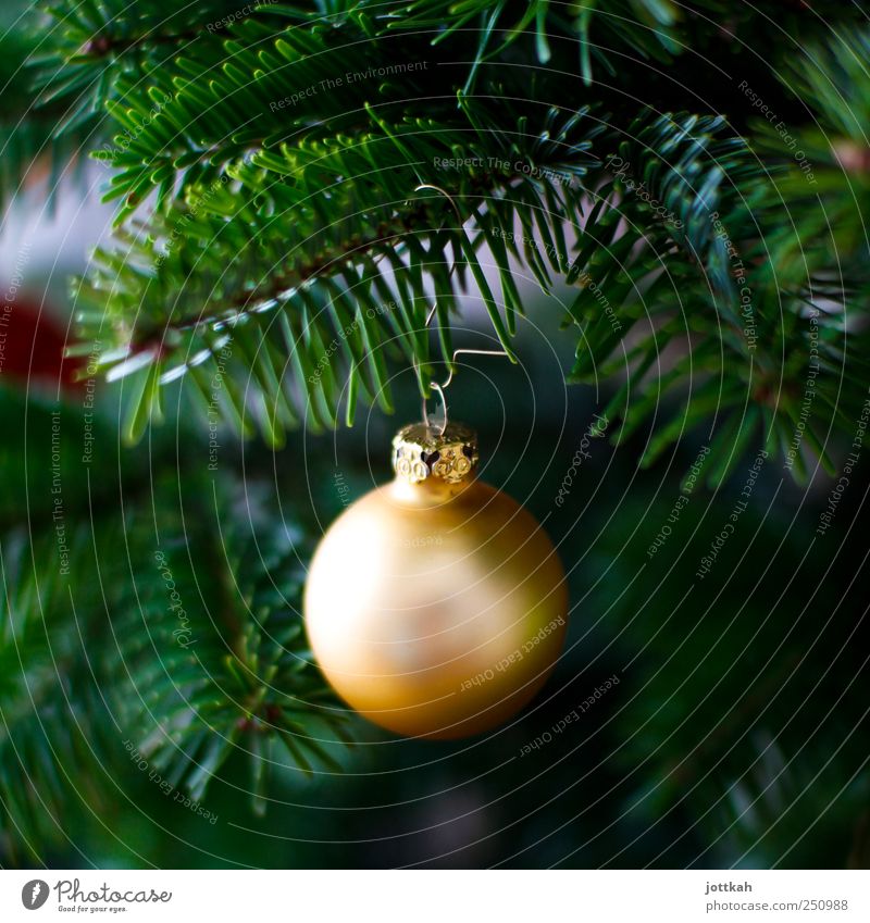 eine matt goldene Weihnachtskugel hängt am Zweig eines Weihnachtsbaums Dekoration & Verzierung elegant rund schön grün Weihnachten & Advent Christbaumkugel