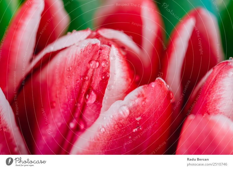 Wunderschöne feuchte rote Tulpenblüten Garten Dekoration & Verzierung Valentinstag Muttertag Geburtstag Natur Pflanze Frühling Sommer Blume Blatt Blüte