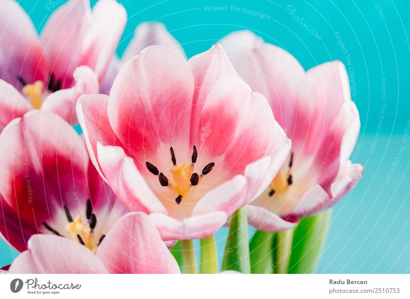 Nahaufnahme Details der rosa Tulpenblume schön Sommer Garten Feste & Feiern Valentinstag Muttertag Geburtstag Natur Pflanze Frühling Blume Blüte exotisch