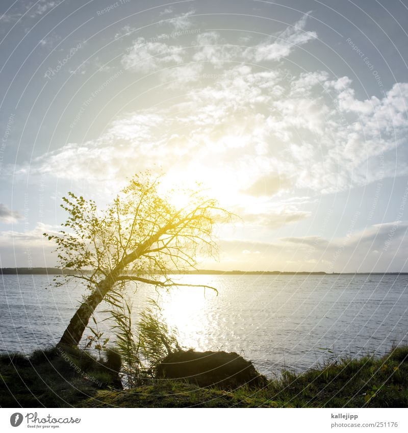 lichtpause Umwelt Natur Landschaft Pflanze Baum Gras Sträucher Moos Küste Seeufer Ostsee nachhaltig Birke Klippe Tod Farbfoto Außenaufnahme Menschenleer Licht