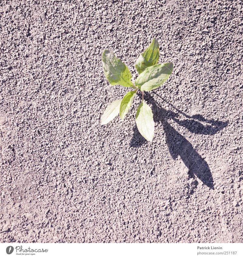 CHAMANSÜLZ | Neues Land Umwelt Natur Pflanze Urelemente Erde Sand Blatt Grünpflanze Wildpflanze ästhetisch hell trist Wegerichgewächse Einsamkeit Überleben