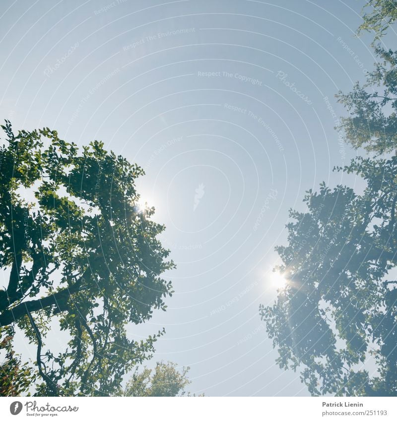 CHAMANSÜLZ | Saturday Sun Sommer Sonne Umwelt Natur Landschaft Pflanze Urelemente Himmel Wolkenloser Himmel Klima Wetter Baum Blatt hell hoch einzigartig