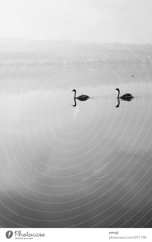 zu zweit allein Natur Urelemente Wasser Himmel schlechtes Wetter Nebel See 2 Tier Tierpaar grau schwarz Schwan Schwanensee Reflexion & Spiegelung trist ruhig
