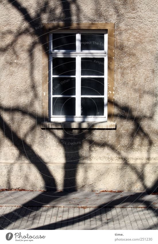 BaumHaus | ChamanSülz Umwelt Mauer Wand Fassade Fenster Stress chaotisch Überraschung Wohnhaus Bürgersteig Straßenbelag Ast Fensterkreuz Fenstersims