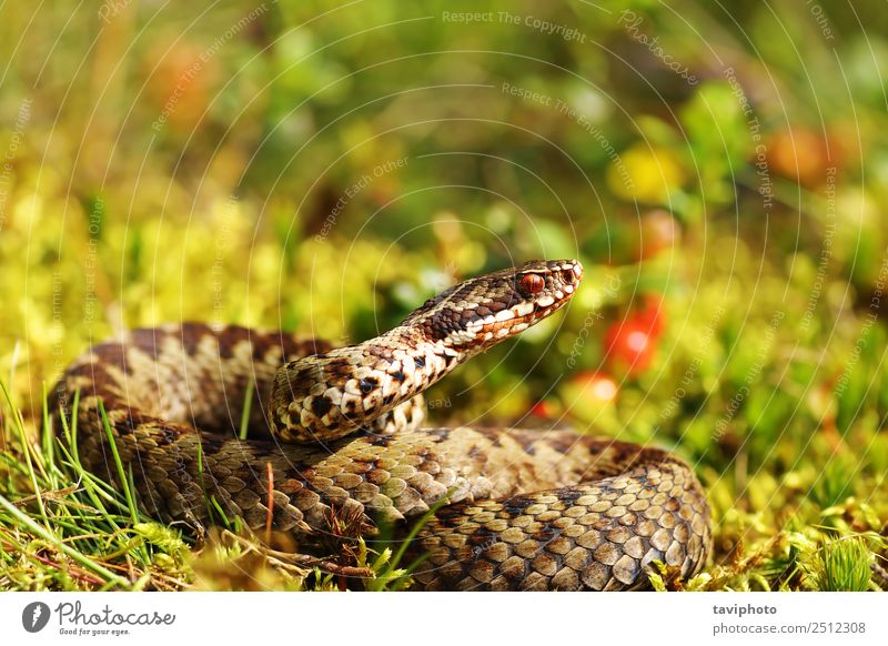 schöne männliche gewöhnliche europäische Kreuzotter in natürlichem Lebensraum Mann Erwachsene Umwelt Natur Tier Wildtier Schlange wild grau grün Angst