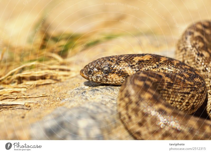 Nahaufnahme der Speerwurf-Sandboa schön Haut Jugendliche Umwelt Natur Tier Schlange klein natürlich wild braun gefährlich Farbe Boa Eryx Jaculus Griechenland