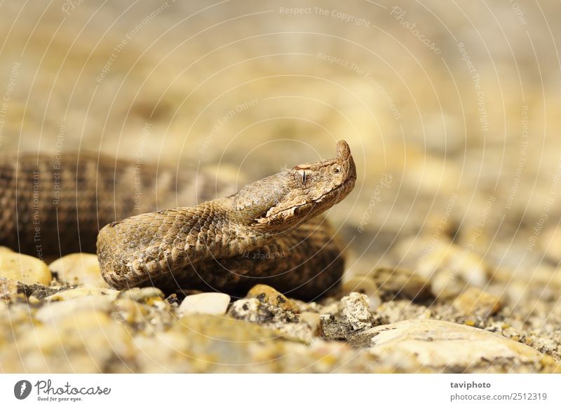 Nahaufnahme der jugendlichen Sandotter schön Natur Tier Schlange groß gruselig natürlich wild braun gefährlich giftig gehörnt Natter Tierwelt Vipera Ammodyten