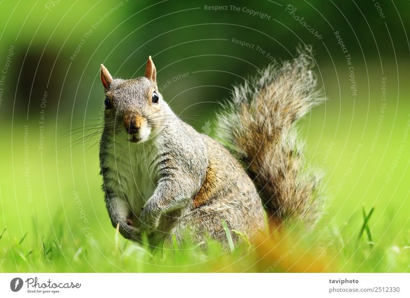 neugieriges graues Eichhörnchen mit Blick auf die Kamera schön Garten Natur Tier Gras Park Pelzmantel sitzen stehen klein lustig natürlich Neugier niedlich wild