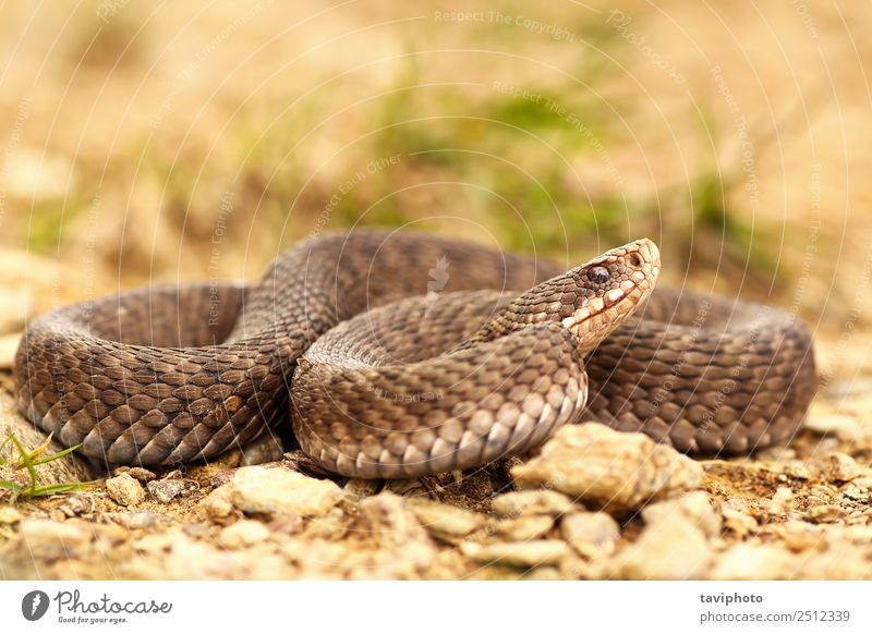Hündin Vipera berus auf dem Boden, volle Länge schön Frau Erwachsene Umwelt Natur Tier Wildtier Schlange natürlich wild braun Angst gefährlich Lebensraum Reptil