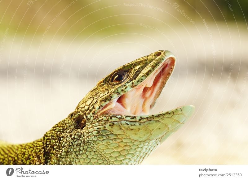Porträt von aggressiver Lacerta viridis schön Haut Sommer Mann Erwachsene Mund Natur Tier groß klein natürlich niedlich wild grün Farbe lacerta Viridis Lizard