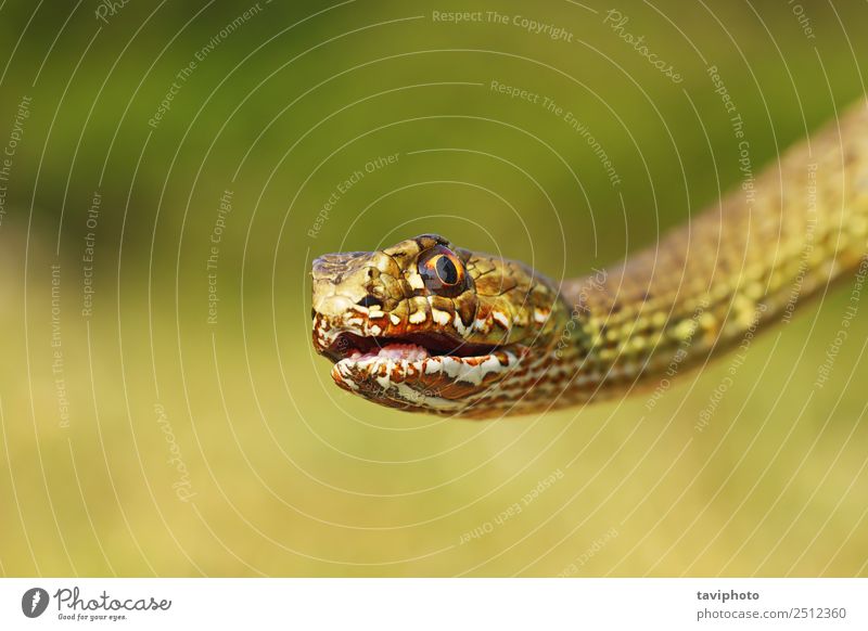Porträt des wütenden Malpolon insignitus schön Gesicht Mund Zähne Tier Schlange wild Wut braun Angst gefährlich Gift Phobie Raubtier Reptil offen mediterran