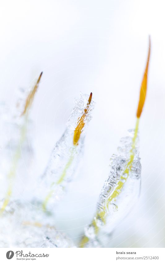 Gefrorenes Moos Winter Bildung Wissenschaften Kunst Umwelt Natur Pflanze Urelemente Erde Wasser Klima Wetter Eis Frost Schnee frisch kalt natürlich weiß