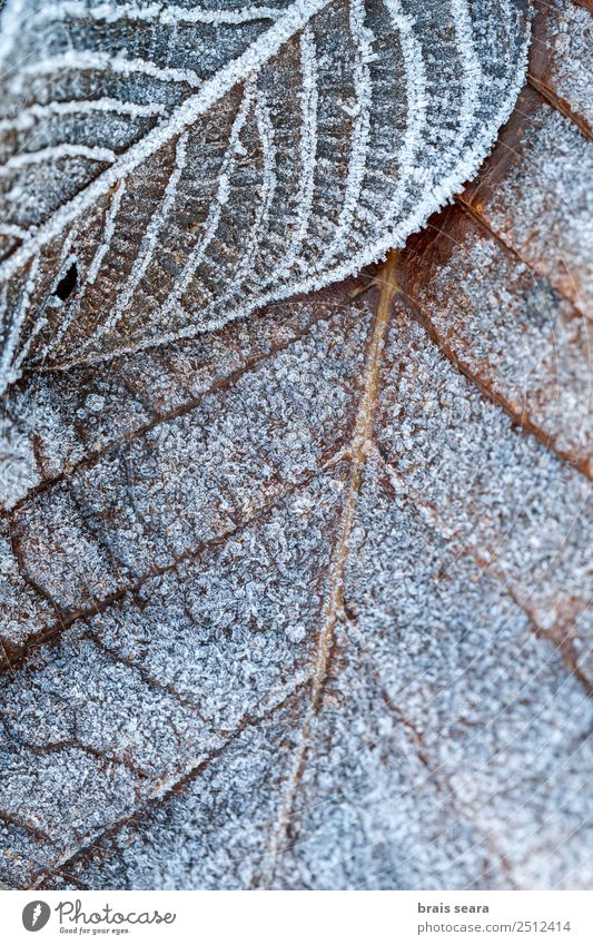 Der Frost geht weg. Winter Umwelt Natur Urelemente Erde Klima Wetter Eis Schnee Pflanze Baum Blatt Wald kalt wild weiß Gelassenheit Tod Umweltschutz gefroren