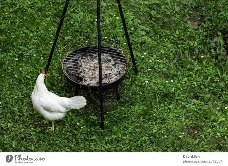Ein Huhn läuft entlang eines Holzkohlegrill Gras Nutztier 1 Tier Grill entdecken laufen Blick Neugier grün weiß Haushuhn Grillrost makaber Farbfoto