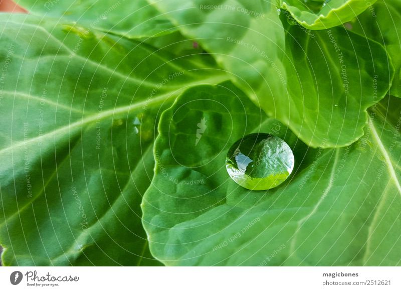 Wassertropfen auf grünem Blatt Natur Pflanze einfach Regentropfen nass Kohlgewächse Kohlblätter Garten Nahaufnahme Farbfoto Außenaufnahme Menschenleer Tag