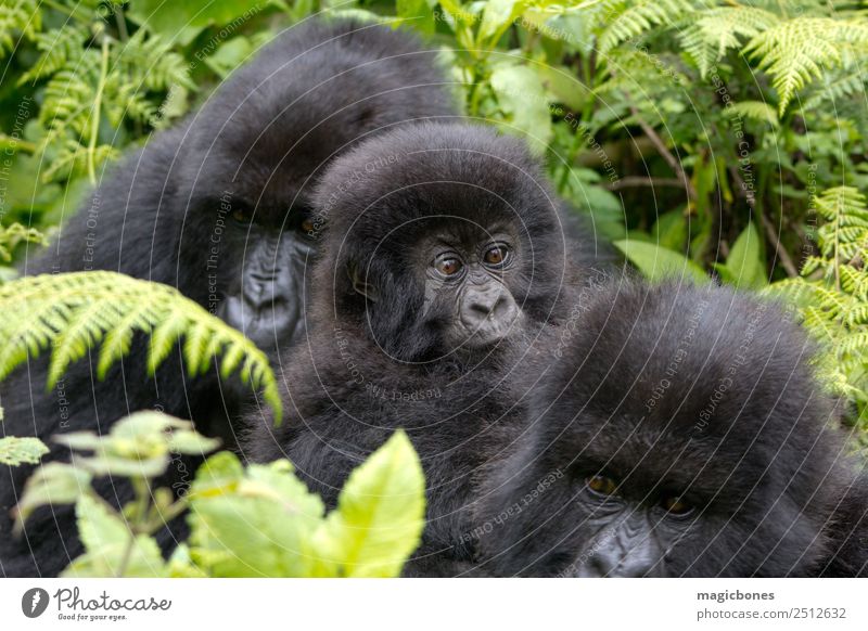 Drei Gorillas Berge u. Gebirge Familie & Verwandtschaft Jugendliche Menschengruppe Natur Urwald sitzen Afrika Östlich Ruanda Virunga Vulkane National