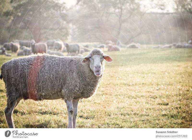 [CHAMANSÜLZ 2011] Wolle Petry Wiese Feld Tier Nutztier Tiergruppe Herde sprechen Morgendämmerung Dämmerung Tierporträt Ganzkörperaufnahme Blick in die Kamera