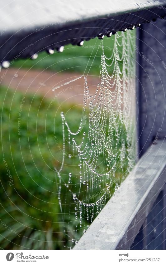 spinnen und tropfen Umwelt Natur Wassertropfen schlechtes Wetter nass natürlich grün Geländer Tropfen Spinnennetz Farbfoto Außenaufnahme Nahaufnahme