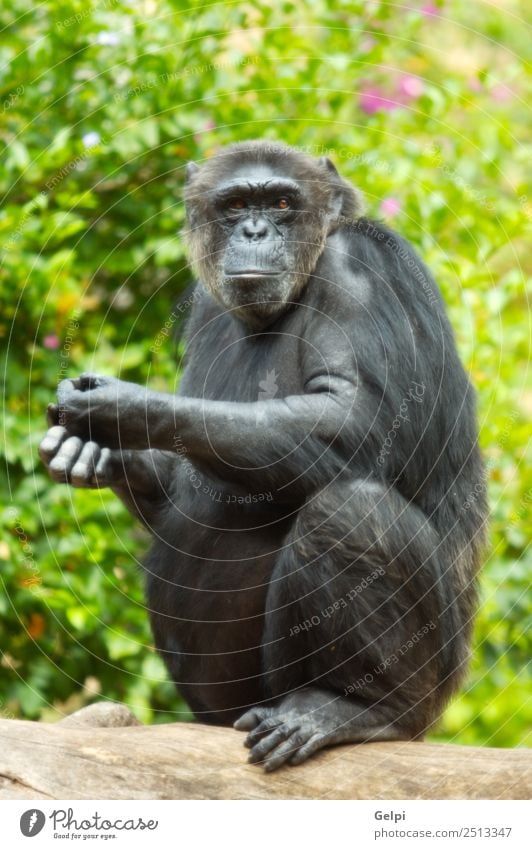 Affe Mensch Frau Erwachsene Zoo Tier Urwald Fluss Denken sitzen niedlich schwarz Afrika Vorfahren Menschenaffen Pavian Biest Schimpanse Schimpansen betrachten